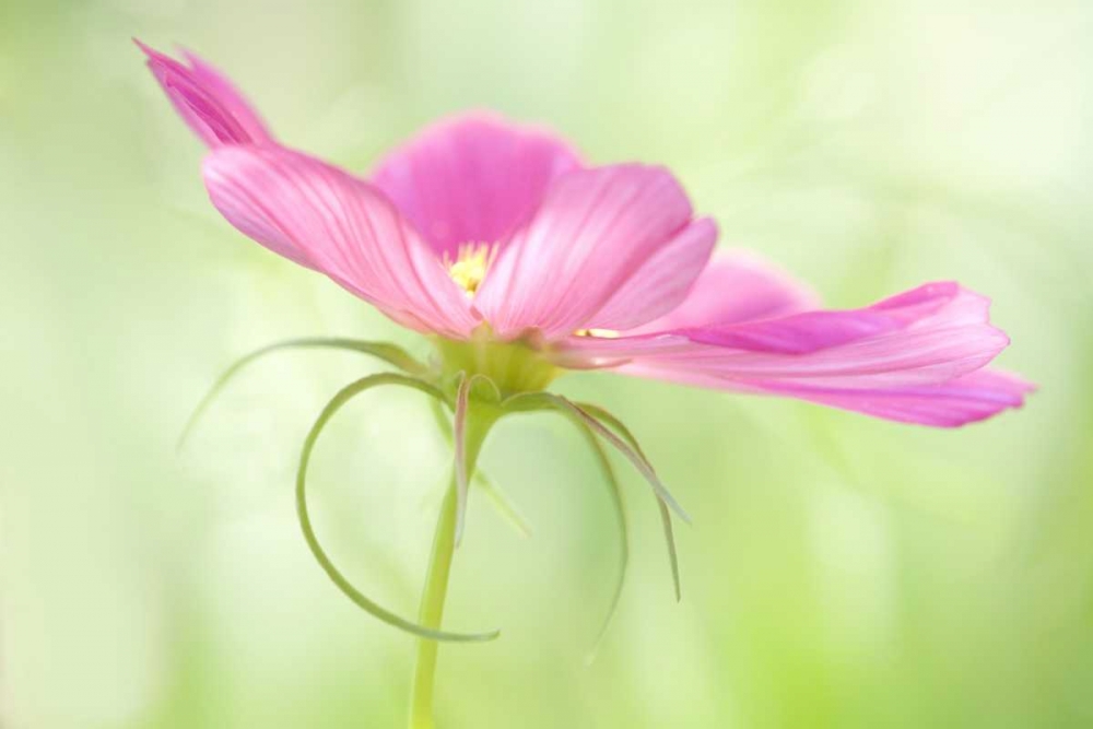 USA, Maine, Harpswell Close-up of a pink cosmos art print by Kathleen Clemons for $57.95 CAD