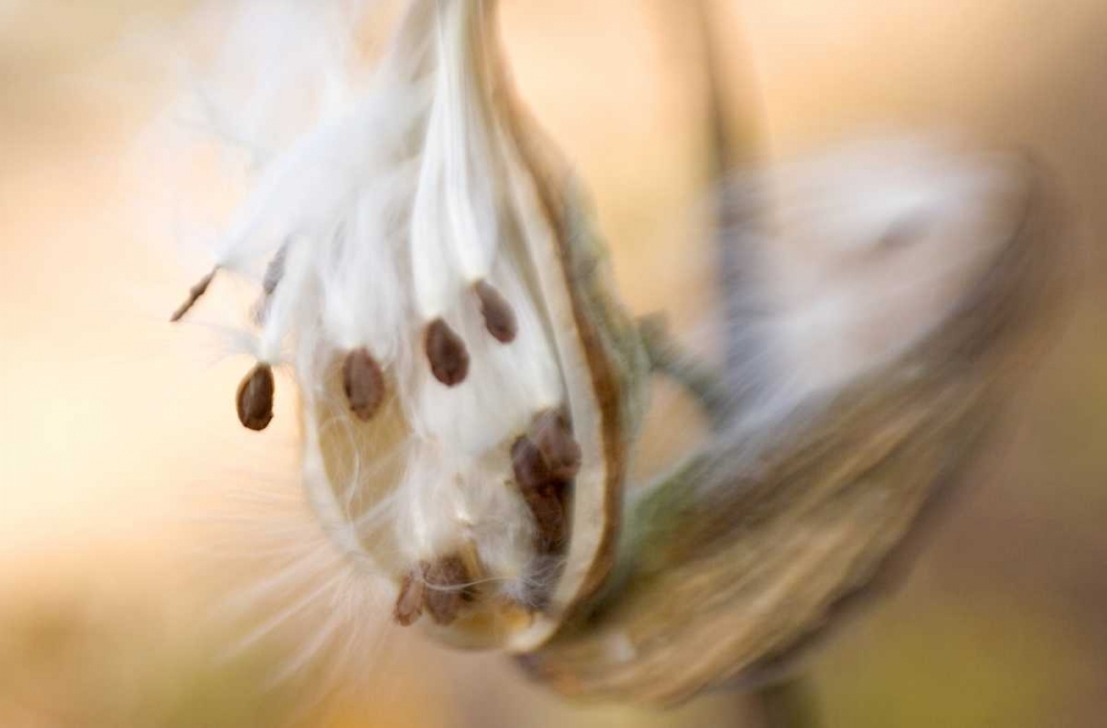 Maine, Harpswell Milkweed seeds in autumn art print by Kathleen Clemons for $57.95 CAD