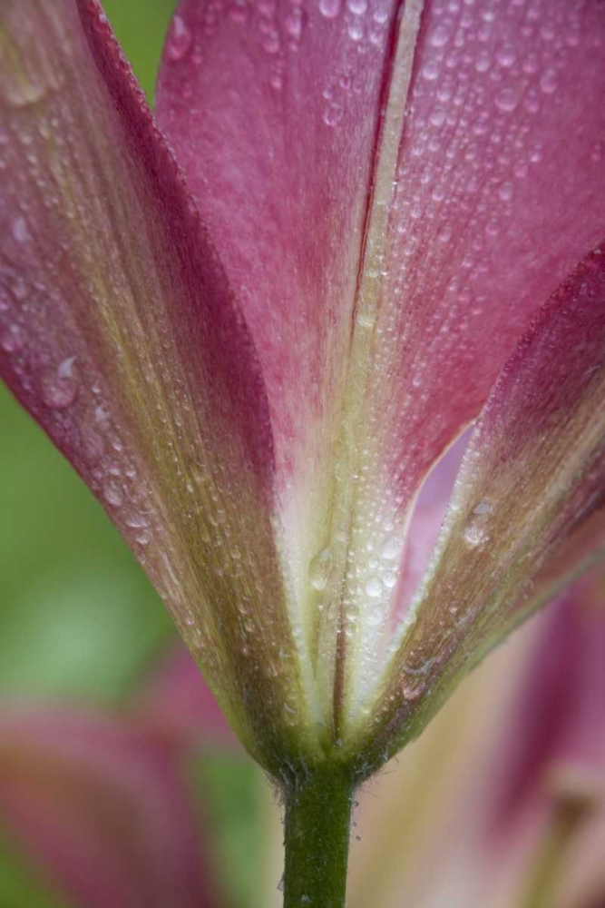 Maine, Harpswell Pink lily covered in dew art print by Kathleen Clemons for $57.95 CAD