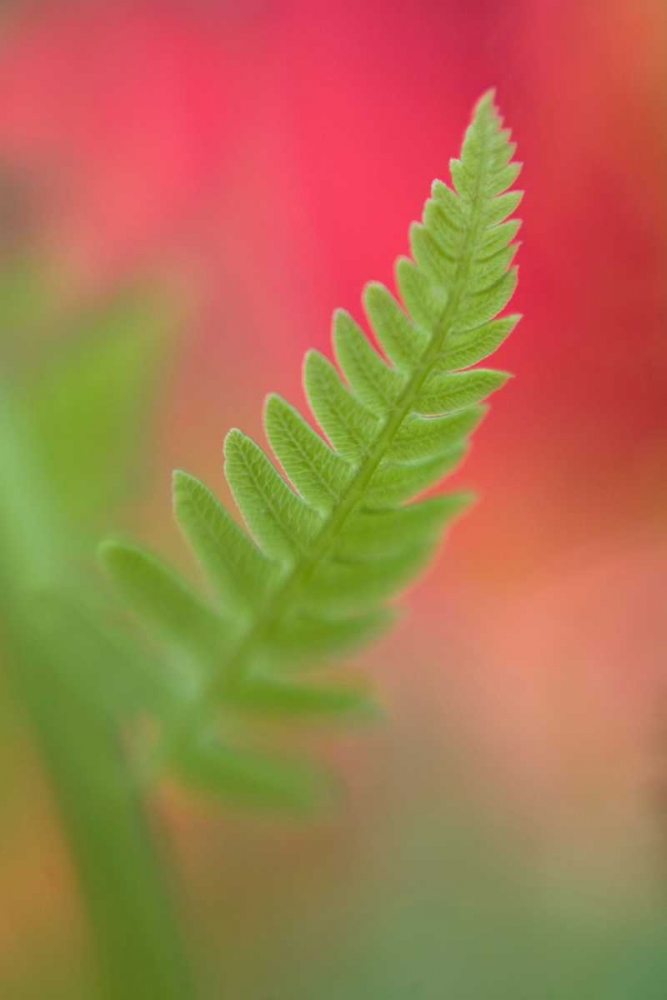USA, Maine, Harpswell Newly-emerged fern leaf art print by Kathleen Clemons for $57.95 CAD