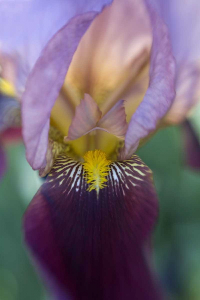 USA, Maine, Harpswell Close-up of iris flower art print by Kathleen Clemons for $57.95 CAD