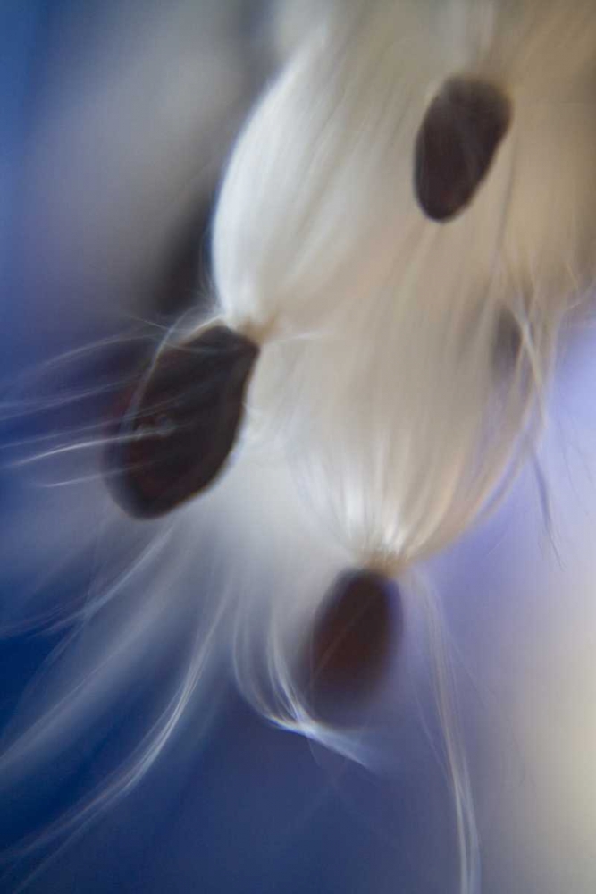 Maine, Harpswell Abstract Milkweed seeds art print by Kathleen Clemons for $57.95 CAD