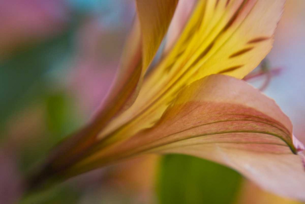 Maine, Harpswell Pink and yellow lily art print by Kathleen Clemons for $57.95 CAD