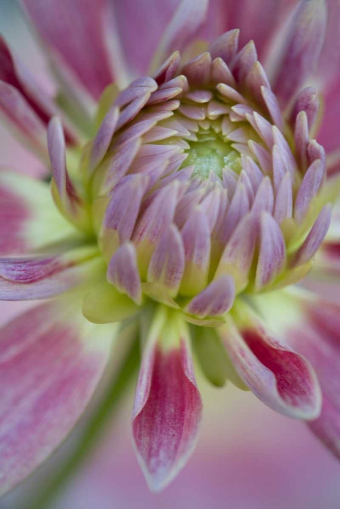 Maine, Harpswell Close-up of pink dahlia flower art print by Kathleen Clemons for $57.95 CAD