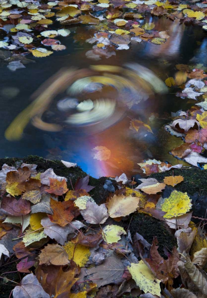 ME, Acadia Whirlpool of fallen leaves in stream art print by Nancy Rotenberg for $57.95 CAD