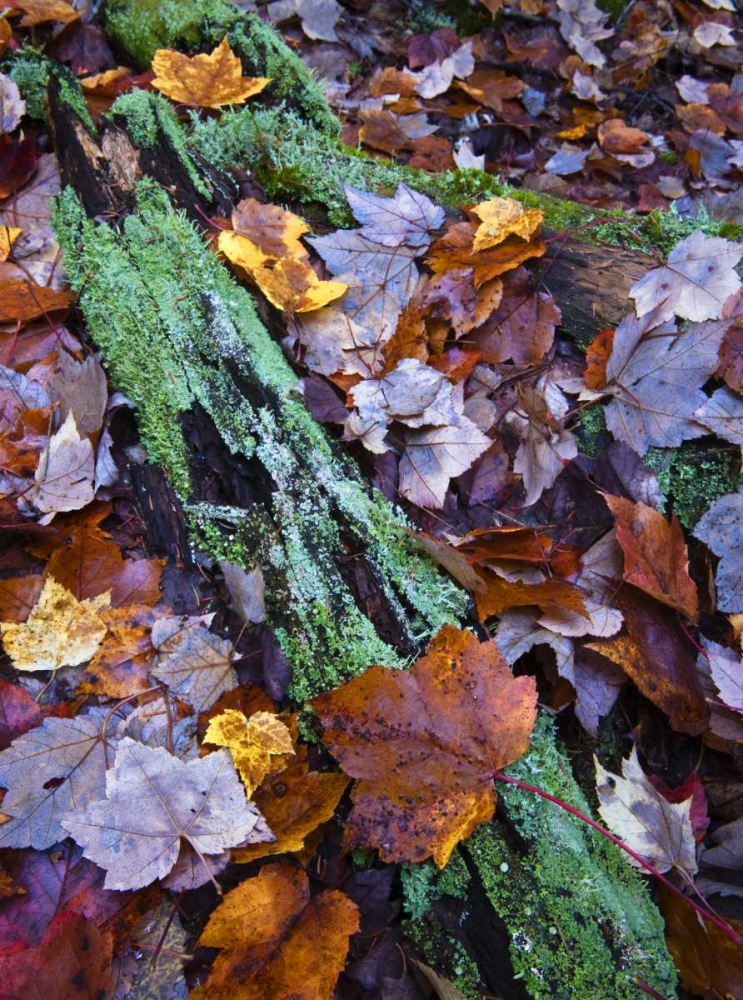 Fallen leaves and lichen log, Acadia NP, Maine art print by Nancy Rotenberg for $57.95 CAD