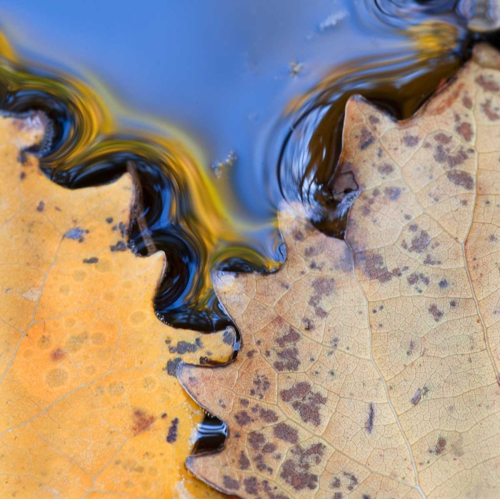 ME, Acadia NP Leaves form pattern on pond water art print by Nancy Rotenberg for $57.95 CAD
