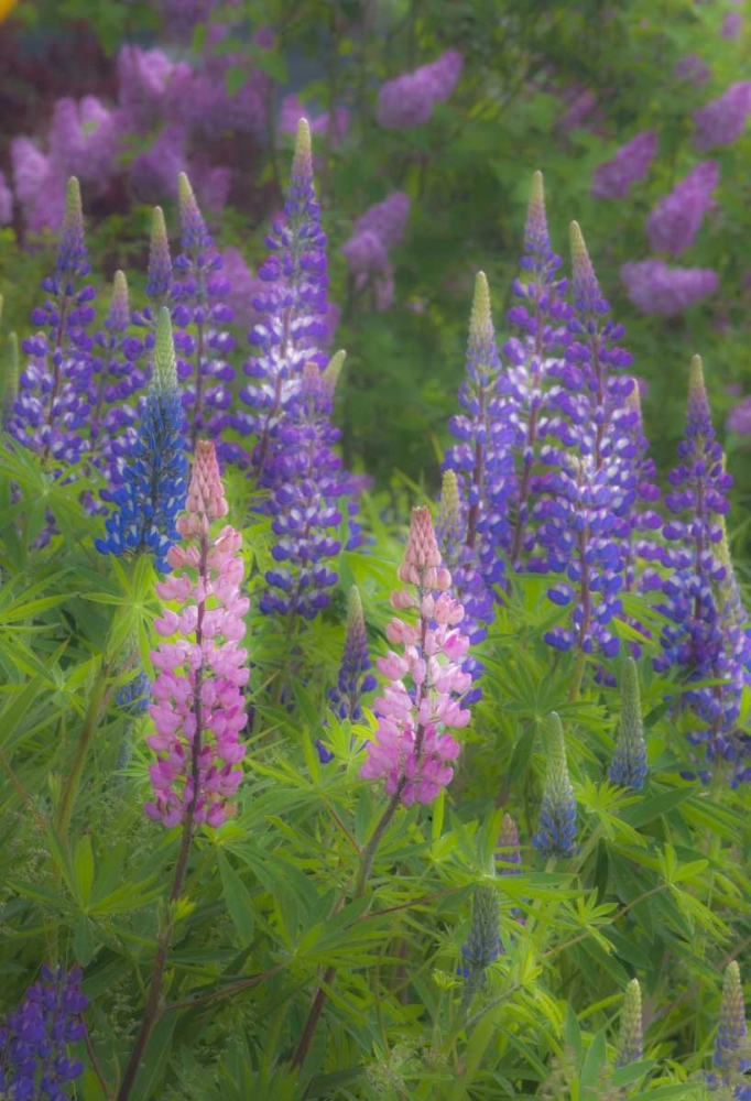 ME, Southwest Harbor Blooming Lupines in garden art print by Nancy Rotenberg for $57.95 CAD