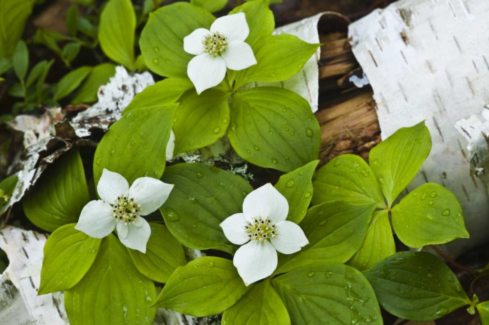 Maine, Acadia NP Bunchberry plant on log art print by Nancy Rotenberg for $57.95 CAD