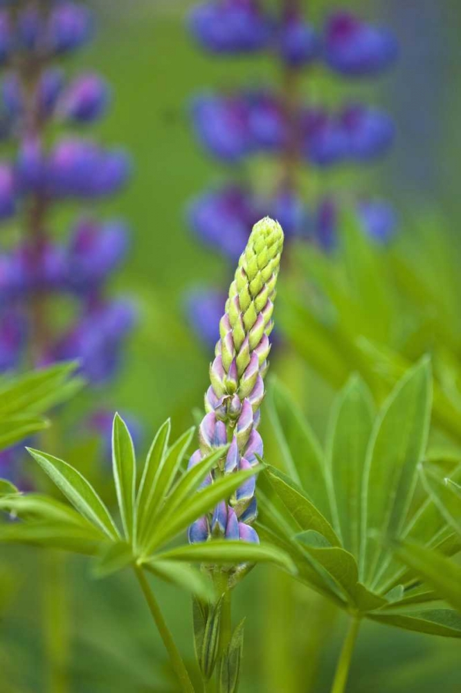 ME, Acadia NP Lupine bud starting to bloom art print by Nancy Rotenberg for $57.95 CAD