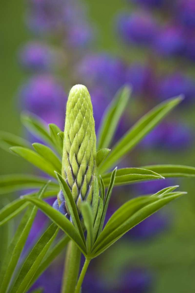 Maine, Acadia NP Close-up of lupine flower bud art print by Nancy Rotenberg for $57.95 CAD