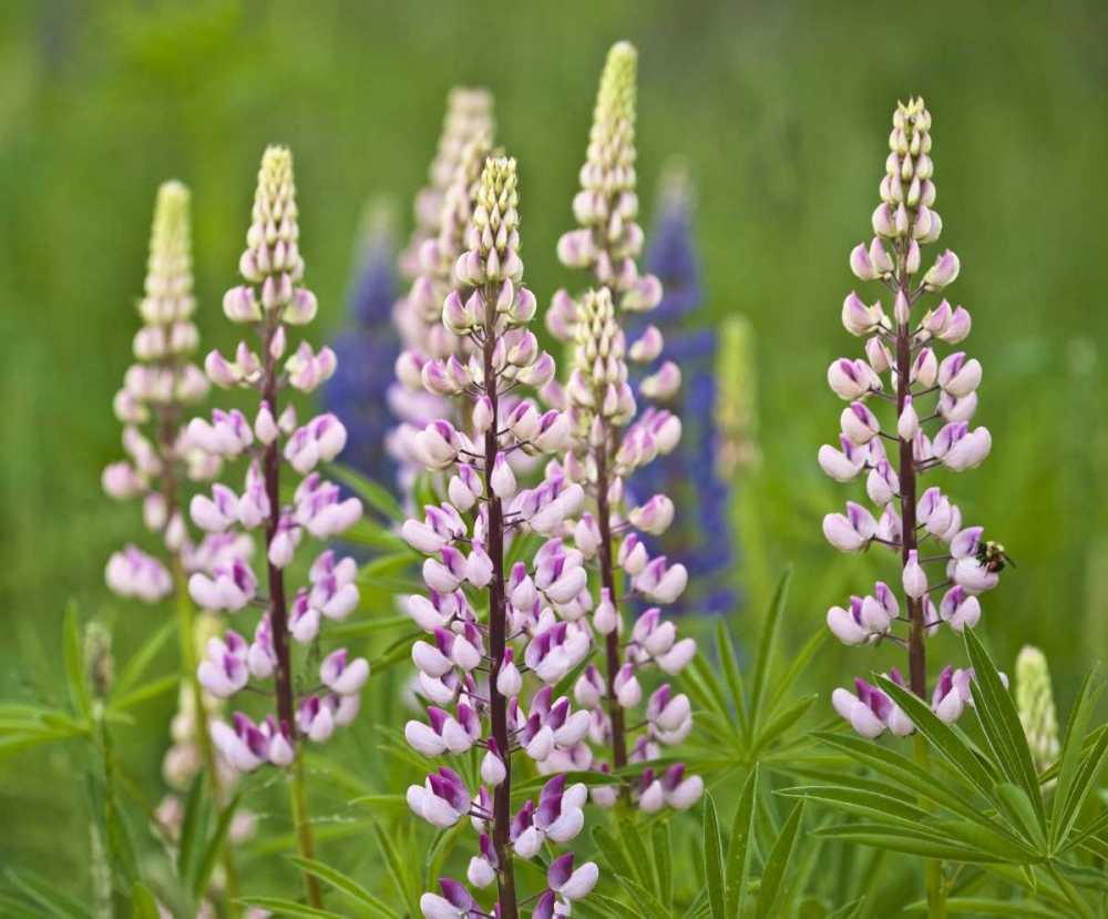 Maine, Acadia NP Lupine flowers and bee art print by Nancy Rotenberg for $57.95 CAD