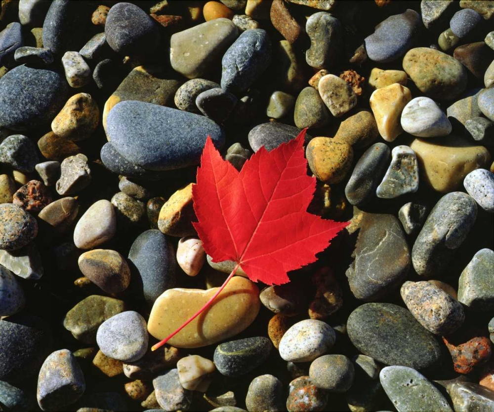 USA, Maine, A Maple leaf on a Rock Background art print by Christopher Talbot Frank for $57.95 CAD