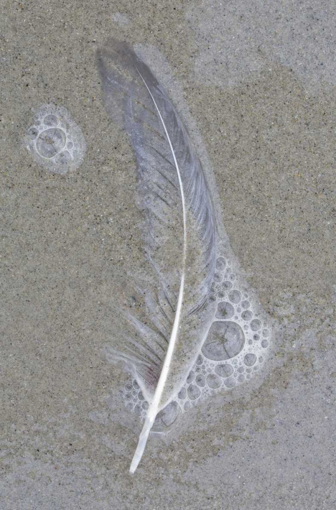 USA, Maine, Pine Point Gull feather on beach art print by Gilles Delisle for $57.95 CAD