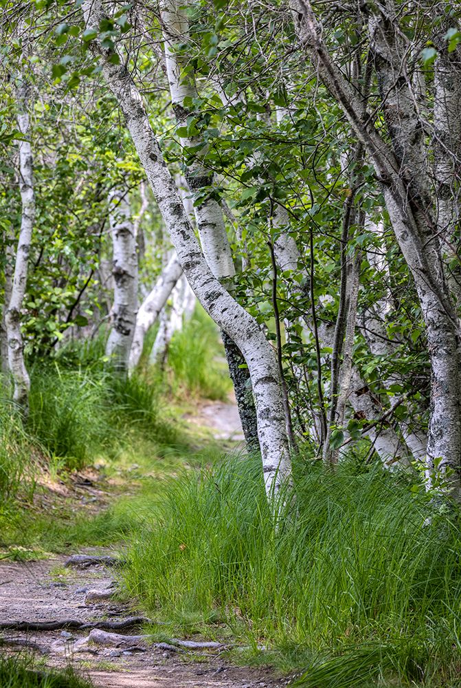 Paper birch trees along pathway in Acadia National Park-Maine-USA art print by Chuck Haney for $57.95 CAD
