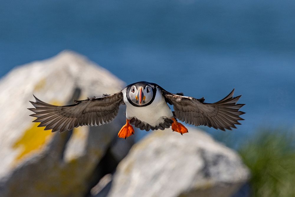 Atlantic Puffins in flight on Machias Seal island-Maine-USA art print by Chuck Haney for $57.95 CAD
