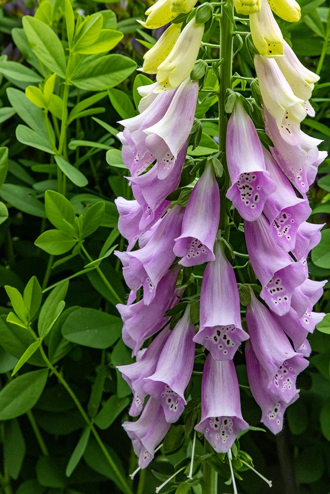 Foxglove in Somesville-Maine-USA art print by Chuck Haney for $57.95 CAD