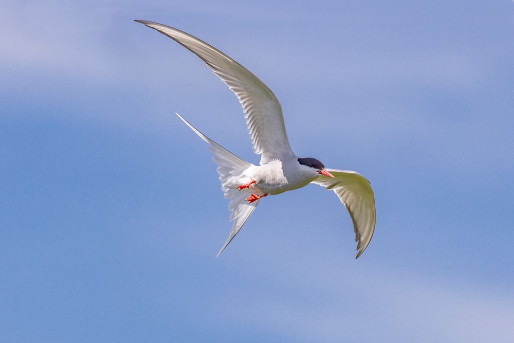 Arctic tern in flight at Machias Seal Island-Maine-USA art print by Chuck Haney for $57.95 CAD