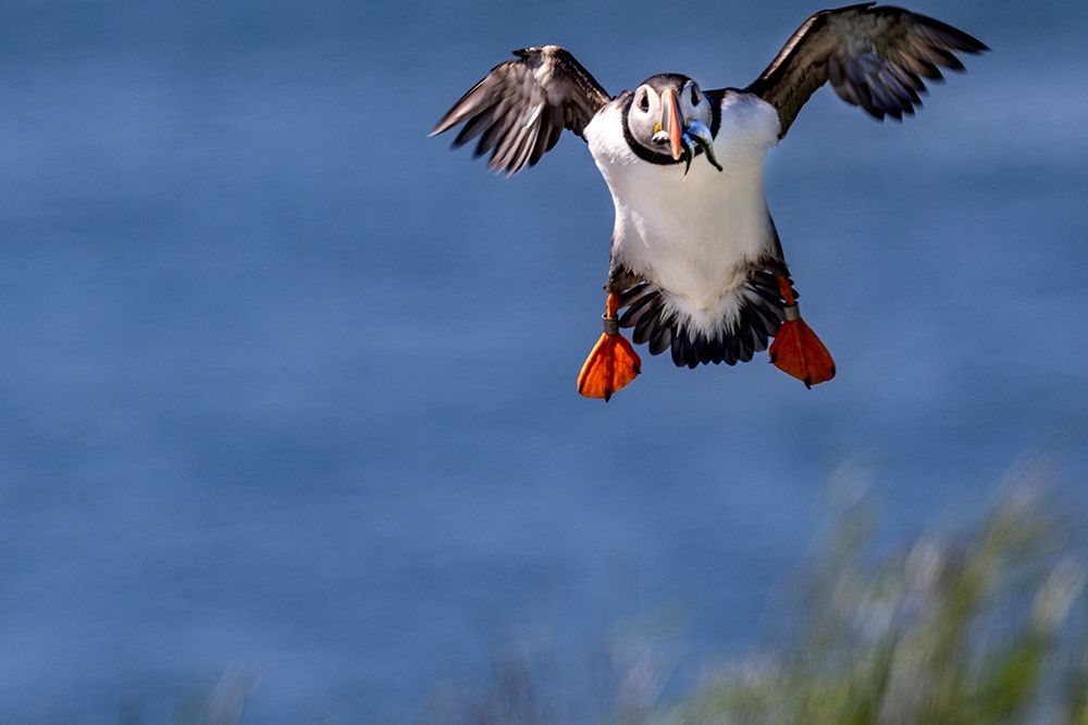 Atlantic puffins in flight on Machias Seal Island-Maine-USA art print by Chuck Haney for $57.95 CAD