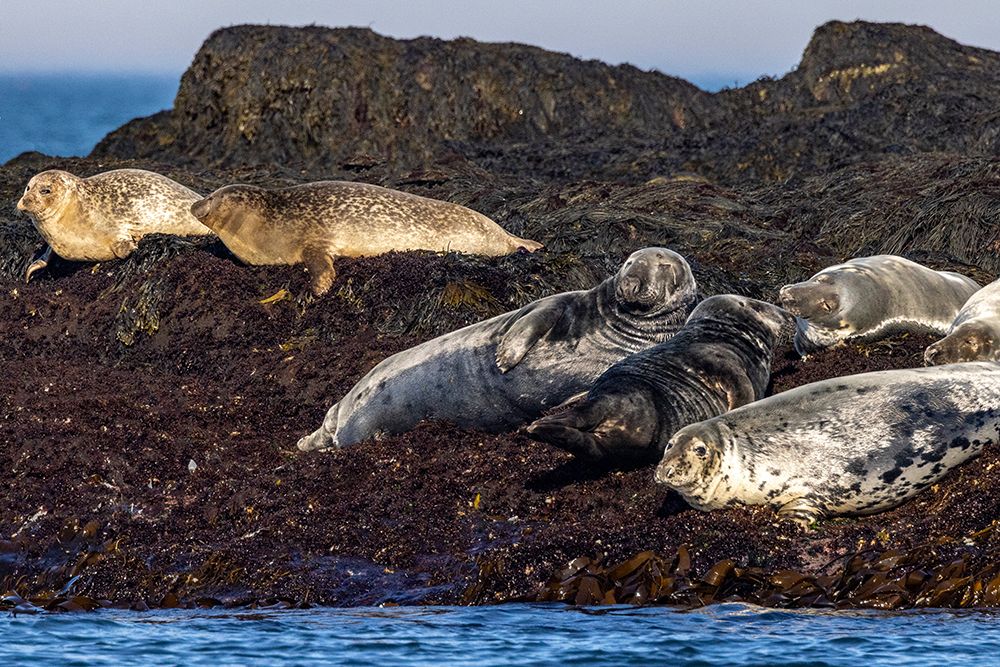 Gray seals on Gull Island off the coast of Maine-USA art print by Chuck Haney for $57.95 CAD