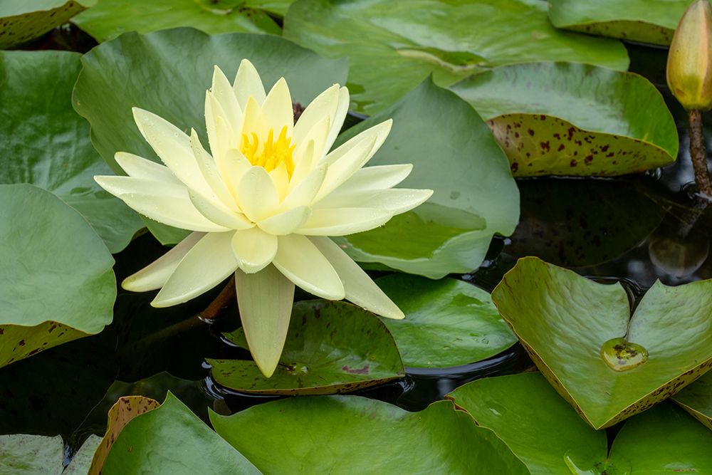 Boothbay Harbor-Maine-USA Coastal Maine Botanical Gardens Yellow Water Lily (Nymphea Mexicana) art print by Janet Horton for $57.95 CAD