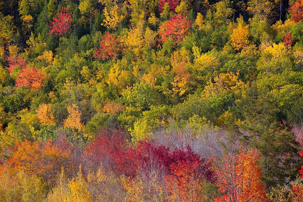 Maine Fall foliage in Acadia National Park art print by Joanne Wells for $57.95 CAD
