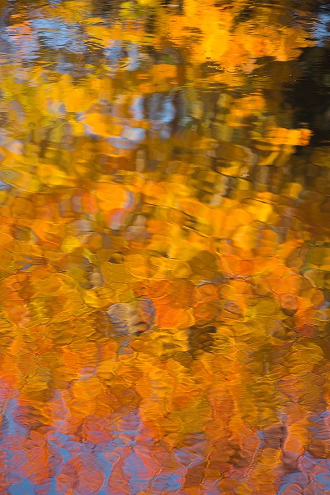 Maine Abstract reflections in a pond in Acadia National Park art print by Joanne Wells for $57.95 CAD