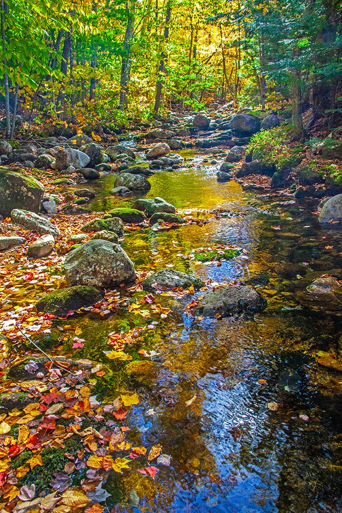 USA-New England-Maine Autumn and stream just off of Wild River Road art print by Sylvia Gulin for $57.95 CAD