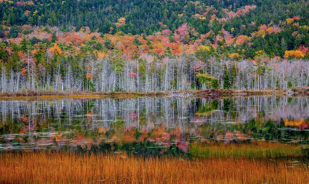 USA-New England-Maine-Mt-Desert Island-Acadia National Park with small lake with hillsides in Autum art print by Sylvia Gulin for $57.95 CAD