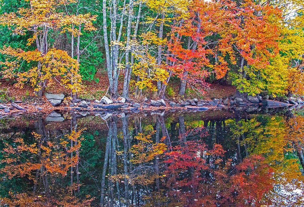 USA-New England-Maine-Lake with Fall colors reflected in calm water art print by Sylvia Gulin for $57.95 CAD