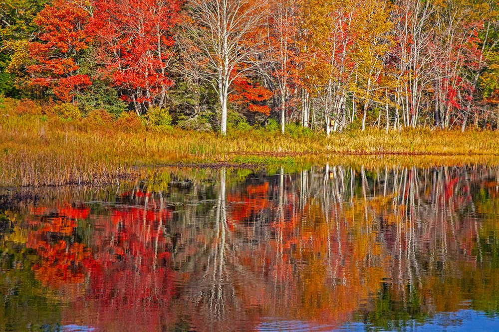 USA-New England-Maine-Lake with Fall colors reflected in calm water art print by Sylvia Gulin for $57.95 CAD