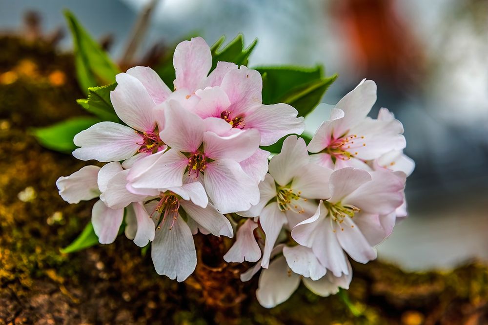 Colorful cherry blossoms, Kenwood, Bethesda, Maryland. art print by William Perry for $57.95 CAD