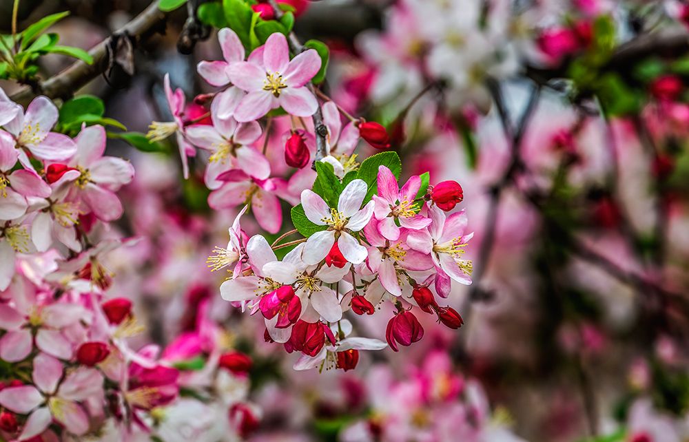 Colorful Japanese crab apple blossoms, Kenwood, Bethesda, Maryland. art print by William Perry for $57.95 CAD