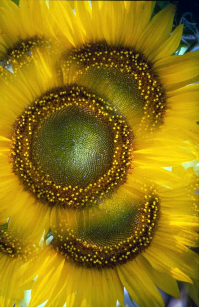 Massachusetts, Abstract of sunflowers art print by Nancy Noble Gardner for $57.95 CAD