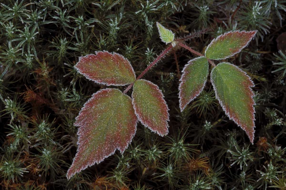 MI, Blackberry bramble leaves and hair cap moss art print by Mark Carlson for $57.95 CAD