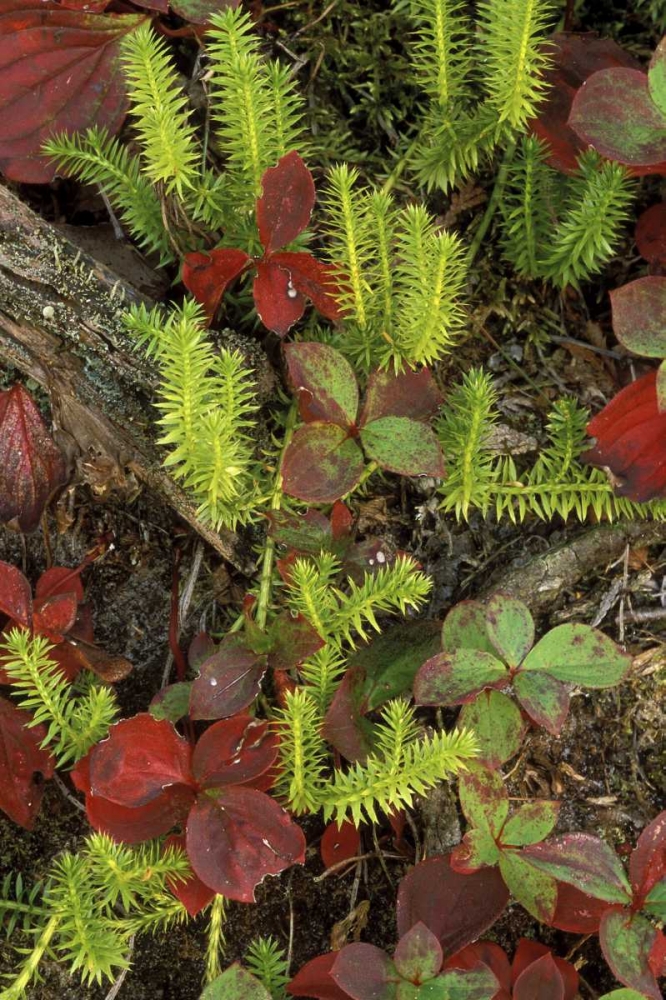 MI, Upper Peninsula, Club moss and bunchberry art print by Mark Carlson for $57.95 CAD