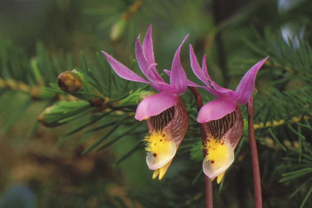 MI, Pair of calypso orchids by a balsam fir art print by Mark Carlson for $57.95 CAD