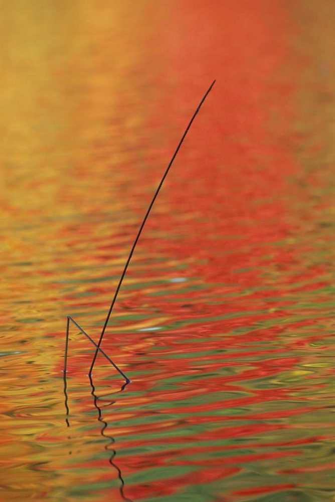 MI, Upper Peninsula, Two lake reeds in autumn art print by Mark Carlson for $57.95 CAD