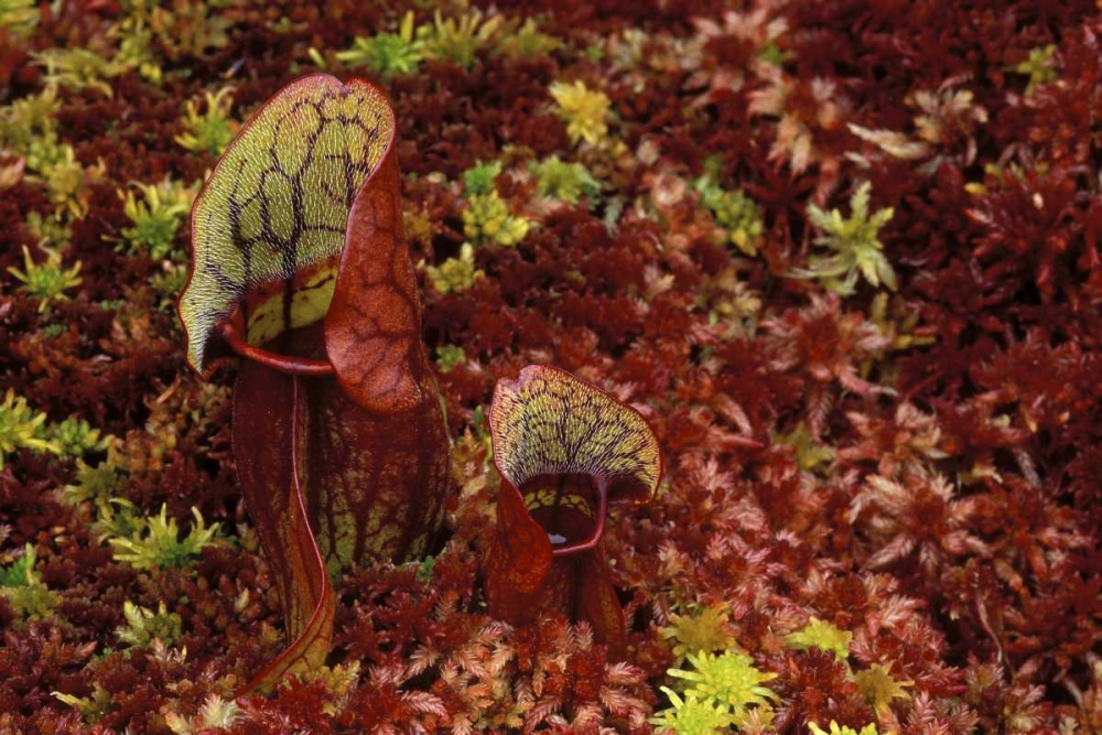 MI, Northern pitcher plants in sphagnum in autumn art print by Mark Carlson for $57.95 CAD