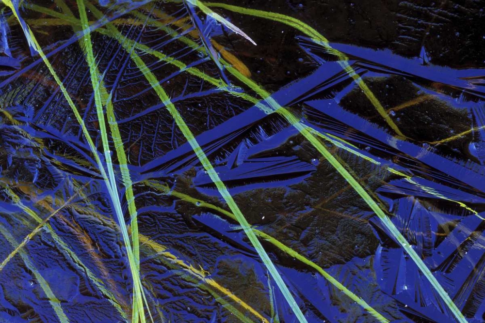 MI, Upper Peninsula, Sedge leaves under thin ice art print by Mark Carlson for $57.95 CAD