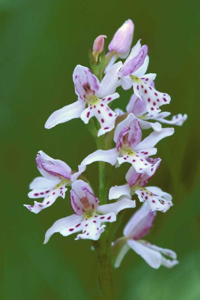 MI, Upper Peninsula, Small round-leafed orchis art print by Mark Carlson for $57.95 CAD