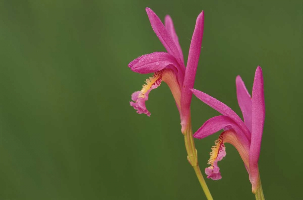 Michigan, Close-up of native orchids art print by Mark Carlson for $57.95 CAD