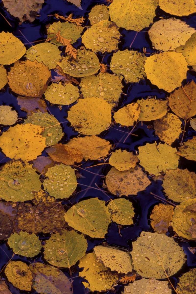 MI, Largetooth aspen leaves in Autumn on water art print by Mark Carlson for $57.95 CAD