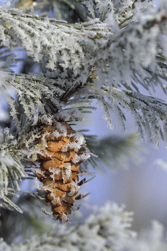 MI, Morning light on balsam fir cone with frost art print by Mark Carlson for $57.95 CAD