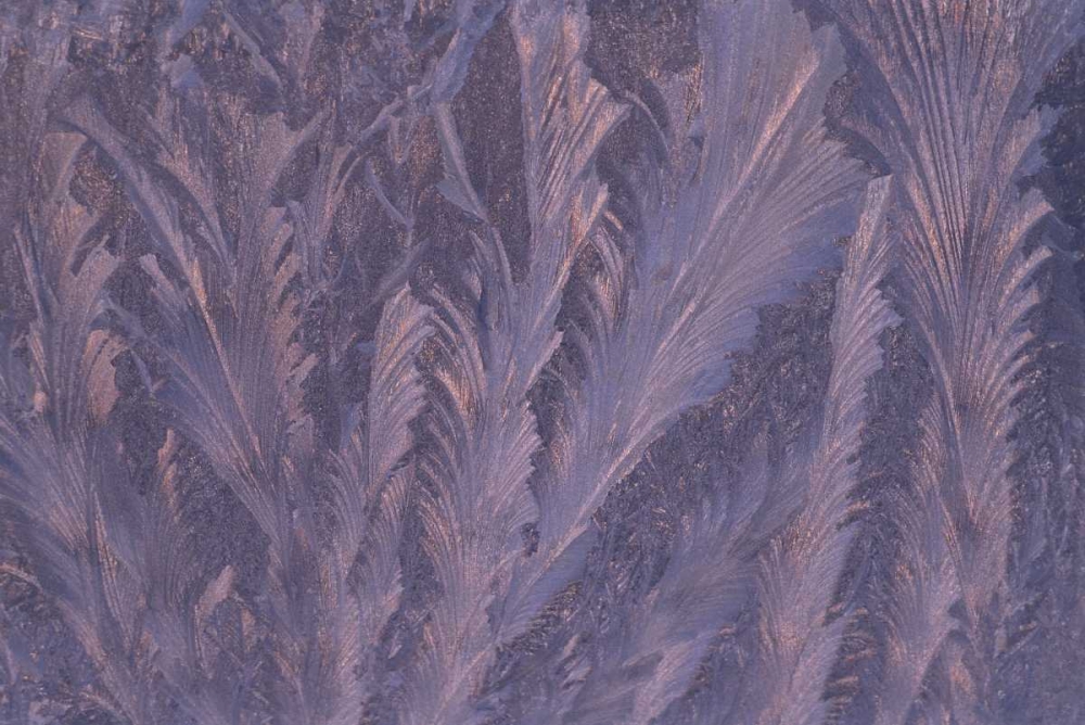 USA, Michigan, Feathery frost patterns on window art print by Mark Carlson for $57.95 CAD