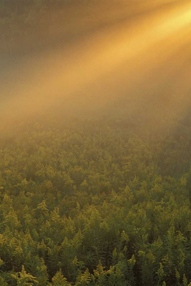 MI, Meadow of goldenrod in foggy summer sunlight art print by Mark Carlson for $57.95 CAD