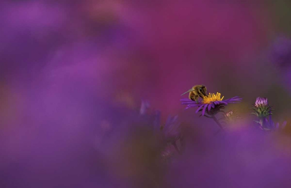MI, Honeybee pollinating aster blossom art print by Mark Carlson for $57.95 CAD