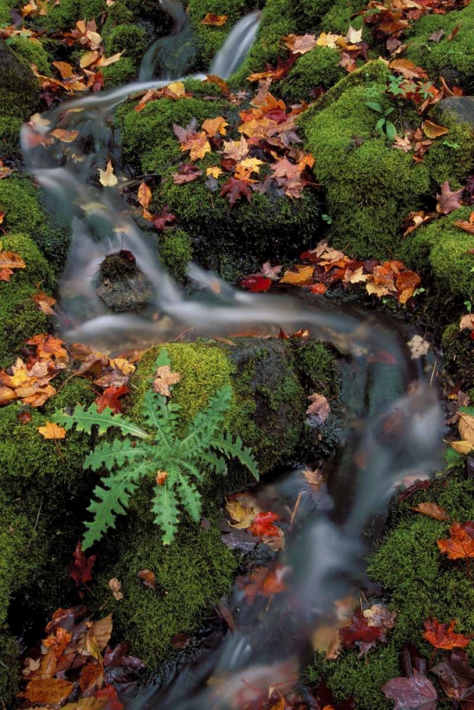 MI, Waterfall through moss and autumn leaves art print by Mark Carlson for $57.95 CAD