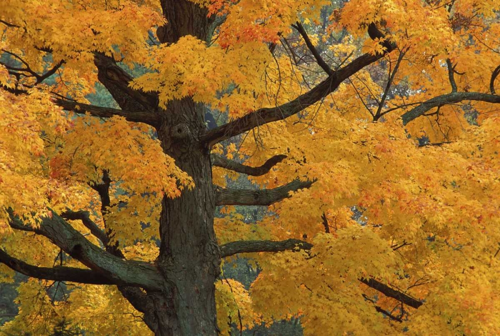 Michigan, Close-up of sugar maple tree in autumn art print by Mark Carlson for $57.95 CAD