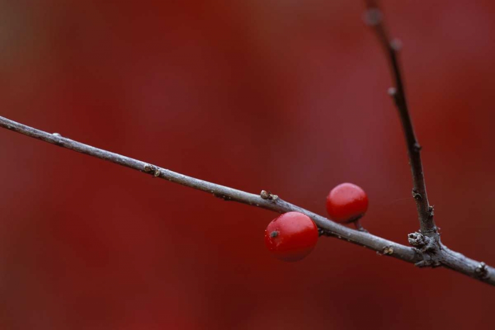 MI, Two winterberry holly berries in autumn art print by Mark Carlson for $57.95 CAD
